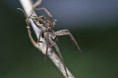 /album/pisauridae/pisaura-mirabilis111-jpg/